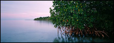 Florida Bay shore at dusk. Biscayne National Park (Panoramic color)