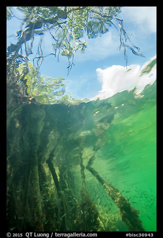 Looking up mangrove from under water. Biscayne National Park (color)