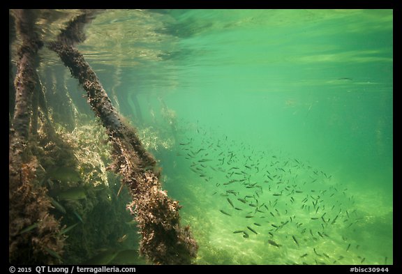 Mangrove roots and juvenile fish. Biscayne National Park (color)