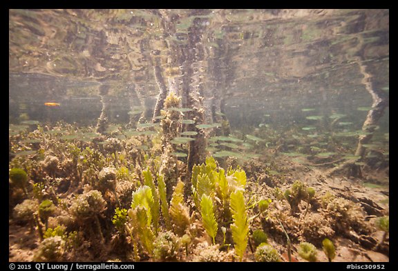 Fish swim under mangal. Biscayne National Park (color)