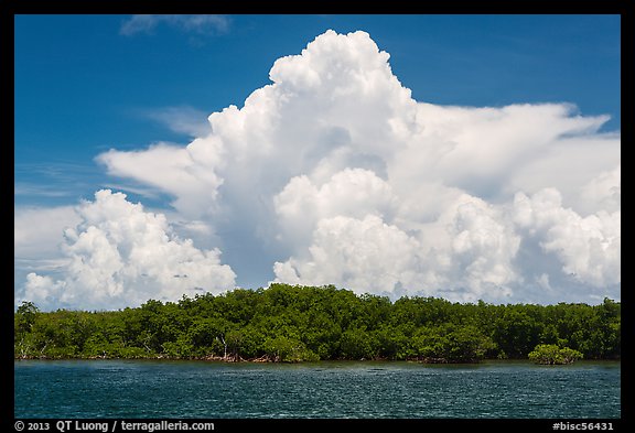 Cumulonimbus clouds above Elliot Key mangroves. Biscayne National Park, Florida, USA.
