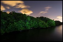 Row of mangroves trees at night, Convoy Point. Biscayne National Park, Florida, USA. (color)