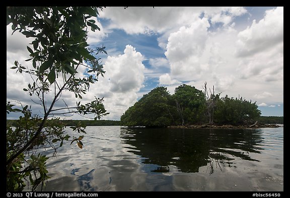 Mangrove islet, Biscayne Bay. Biscayne National Park, Florida, USA.