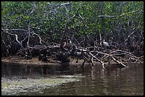 Bird amongst mangroves. Biscayne National Park, Florida, USA. (color)