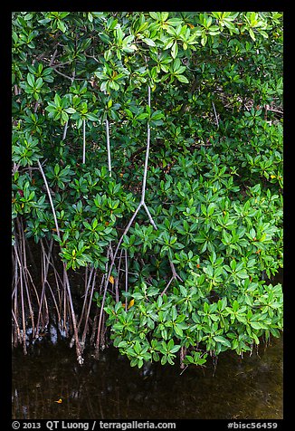 Mangrove roots and leaves. Biscayne National Park, Florida, USA.