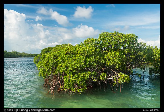 Mangrove and clear water, Swan Key. Biscayne National Park (color)