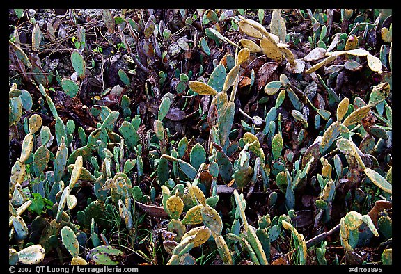 Cactus plants, Garden Key. Dry Tortugas National Park, Florida, USA.