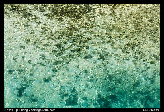 Close-up of reef and sand from above. Dry Tortugas National Park, Florida, USA.