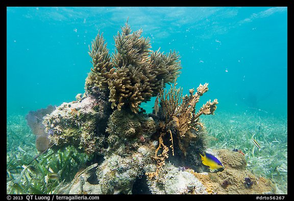 Sea Plume Corals and juvenile Cocoa Damsel, Garden Key. Dry Tortugas National Park, Florida, USA.