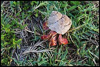 Hermit crab, Garden Key. Dry Tortugas National Park, Florida, USA. (color)