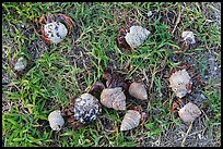 Cluster of hermit crabs on grassy area, Garden Key. Dry Tortugas National Park, Florida, USA.