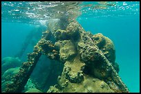 Coral-covered part of Windjammer wreck breaking surface. Dry Tortugas National Park ( color)