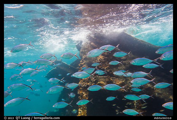 School of tropical fish and Windjammer wreck. Dry Tortugas National Park, Florida, USA.
