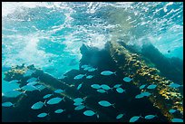 School of Bermuda Chubs, Avanti wreck, and surge. Dry Tortugas National Park, Florida, USA. (color)