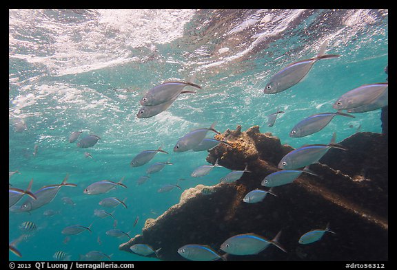 Fish around Windjammer wreck. Dry Tortugas National Park, Florida, USA.