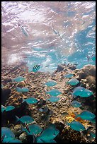 Tropical fish around Avanti wreck. Dry Tortugas National Park, Florida, USA. (color)