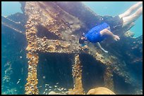 Free diver exploring Windjammer Wreck. Dry Tortugas National Park, Florida, USA. (color)