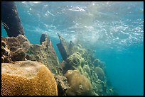 Brain coral on Avanti wreck. Dry Tortugas National Park, Florida, USA.