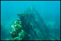 Sunken wreck of Avanti. Dry Tortugas National Park, Florida, USA.