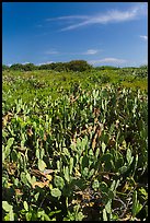Cactus and geiger trees, Loggerhead Key. Dry Tortugas National Park, Florida, USA. (color)