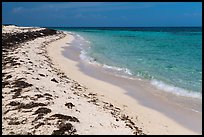 Beach with beached seagrass, Loggerhead Key. Dry Tortugas National Park ( color)