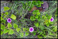 Ground view with flowers and fallen leaves, Garden Key. Dry Tortugas National Park, Florida, USA.