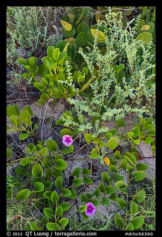 Ground vegetation, Garden Key. Dry Tortugas National Park, Florida, USA.