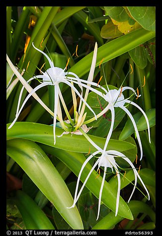 Close-up of flowers, Garden Key. Dry Tortugas National Park, Florida, USA.