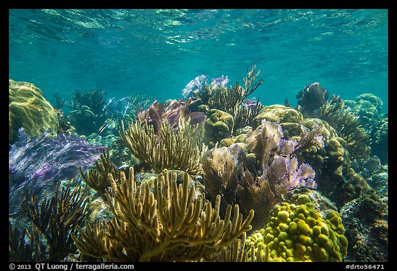 Variety of colorful corals, Little Africa reef. Dry Tortugas National Park, Florida, USA.