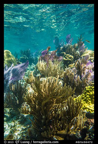 Dense colorful corals, Little Africa reef. Dry Tortugas National Park, Florida, USA.
