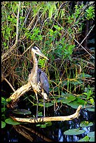 Great Blue Heron. Everglades National Park, Florida, USA. (color)