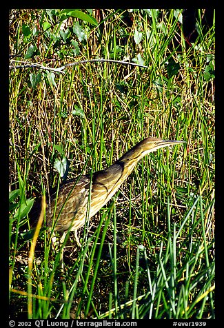 American Bittern. Everglades National Park, Florida, USA.