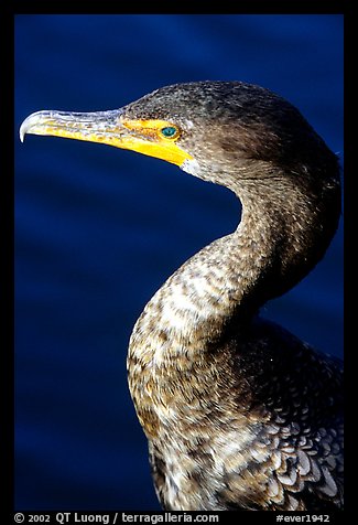 Cormorant. Everglades National Park, Florida, USA.