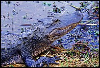 Alligator raising head. Everglades National Park, Florida, USA. (color)