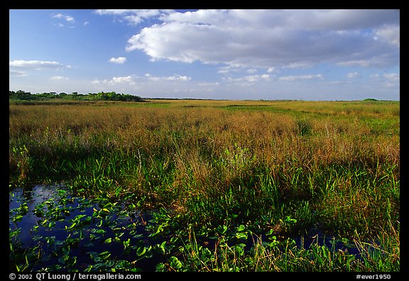 Marsh near Ahinga trail, late afternoon. Everglades National Park (color)