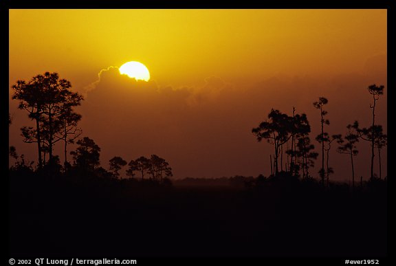 Sun emerging from behind cloud and  pine group. Everglades National Park, Florida, USA.