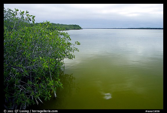 Mangrove shore of West Lake. Everglades National Park (color)