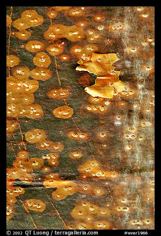 Close-up of Gumbo Limbo bark. Everglades National Park (color)