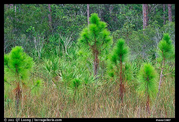 Young pines. Everglades National Park, Florida, USA.