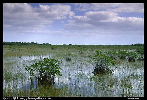 Mixed swamp environment with mangroves, morning. Everglades National Park, Florida, USA.