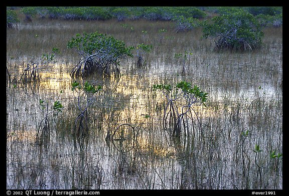 Grasses and Mangroves with sky reflections, sunrise. Everglades National Park, Florida, USA.
