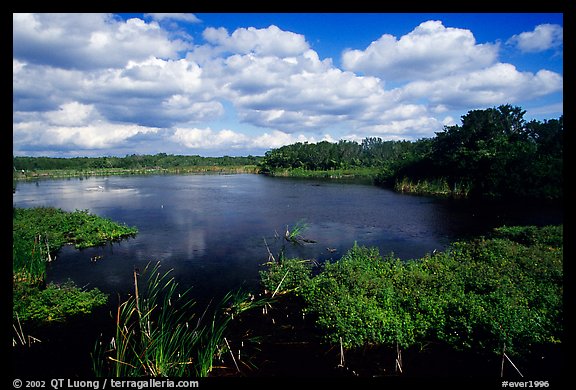 Eco pond, morning. Everglades National Park (color)