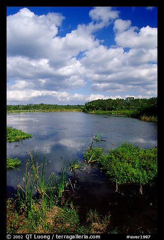 Eco pond. Everglades National Park, Florida, USA.