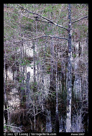 Cypress and swamp at Pa-hay-okee. Everglades National Park, Florida, USA.
