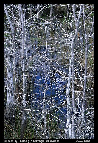 Pond Cypress (Taxodium ascendens). Everglades National Park (color)