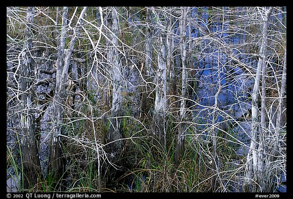 Bare cypress in marsh at Pa-hay-okee. Everglades National Park, Florida, USA.