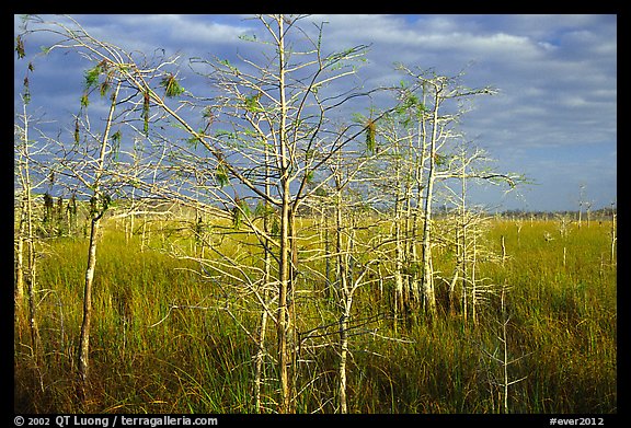 Cypress and sawgrass near Pa-hay-okee, morning. Everglades National Park, Florida, USA.
