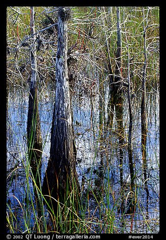Cypress (Taxodium ascendens) and sawgrass (Cladium jamaicense), morning. Everglades National Park (color)