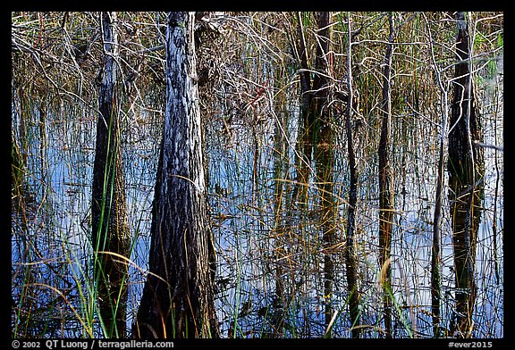 Cypress and sawgrass close-up near Pa-hay-okee, morning. Everglades National Park, Florida, USA.