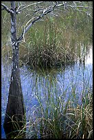 Swamp with cypress and sawgrass  near Pa-hay-okee, morning. Everglades National Park ( color)